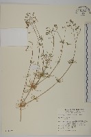 藏品(大爪草)的圖片