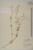 藏品(大爪草)的圖片