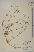 藏品(大爪草)的圖片
