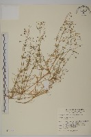 藏品(大爪草)的圖片