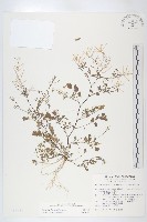 藏品(焊菜)的圖片