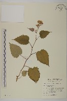 藏品(臺灣山白蘭)的圖片