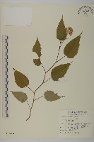 藏品(臺灣山白蘭)的圖片