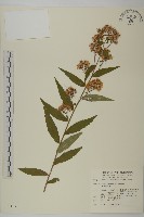 藏品(臺灣馬蘭)的圖片