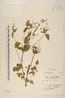 藏品(小米菊)的圖片