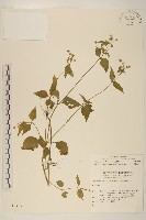 藏品(小米菊)的圖片