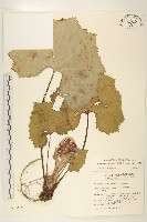 藏品(臺灣款冬)的圖片