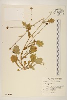 藏品(矮菊)的圖片