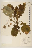 藏品(黃花三七草)的圖片