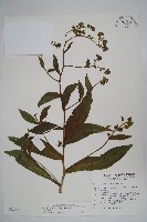 藏品(琉璃草)的圖片