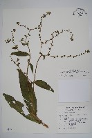 藏品(琉璃草)的圖片