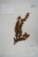 藏品(玉山小蘗)的圖片