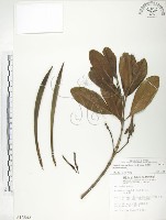 藏品(水筆仔)的圖片