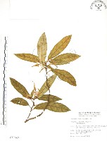 藏品(巨葉花遠志)的圖片