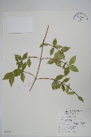 藏品(台灣念珠藤)的圖片