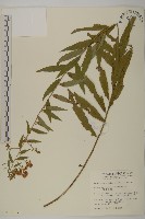 藏品(臺灣馬蘭)的圖片