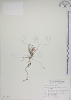 藏品(鹿角蘭、小鹿角蘭)的圖片