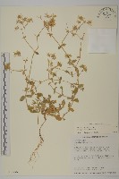 藏品(球序卷耳)的圖片