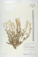 藏品(焊菜)的圖片