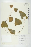 藏品(黑果馬交兒)的圖片