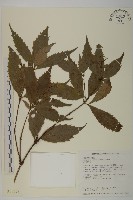 藏品(草珊瑚、紅果金粟蘭)的圖片