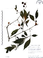 藏品(龍珠)的圖片