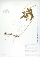 藏品(石吊蘭、吊石苣苔)的圖片