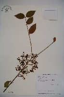 藏品(呂宋莢迷)的圖片