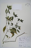 藏品(九頭獅子草)的圖片