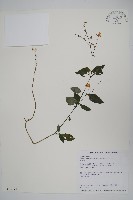 藏品(針刺草)的圖片