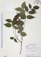 藏品(野鴉椿)的圖片