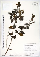 藏品(十子木、加入舅)的圖片