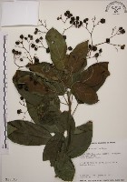 藏品(大青)的圖片