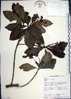 藏品(樹杞)的圖片