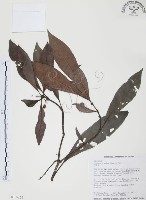 藏品(九節木、牛屎烏、青龍吐霧)的圖片