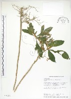 藏品(同蕊草、異色線柱苣苔)的圖片