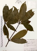 藏品(五掌楠)的圖片