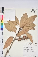 藏品(大葉石櫟)的圖片