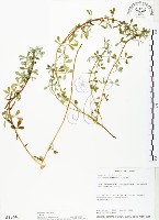 藏品(三葉木藍)的圖片