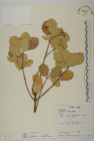 藏品(厚葉衛矛)的圖片