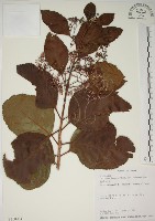 藏品(朝鮮紫珠、蘭嶼女兒茶)的圖片