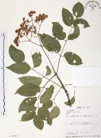 藏品(野鴉椿)的圖片