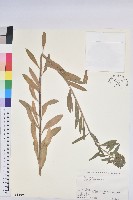 藏品(大戟)的圖片