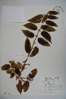 藏品(阿里山忍冬、漸尖葉忍冬)的圖片