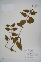 藏品(阿里山忍冬、漸尖葉忍冬)的圖片
