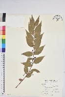 藏品(白珠樹)的圖片