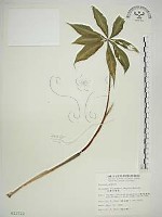 藏品(臺灣天南星)的圖片