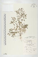 藏品(水花菜)的圖片