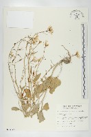 藏品(蘿蔔、夢卜)的圖片