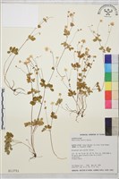 藏品(臺灣唐松草、臺灣鐵大烏)的圖片